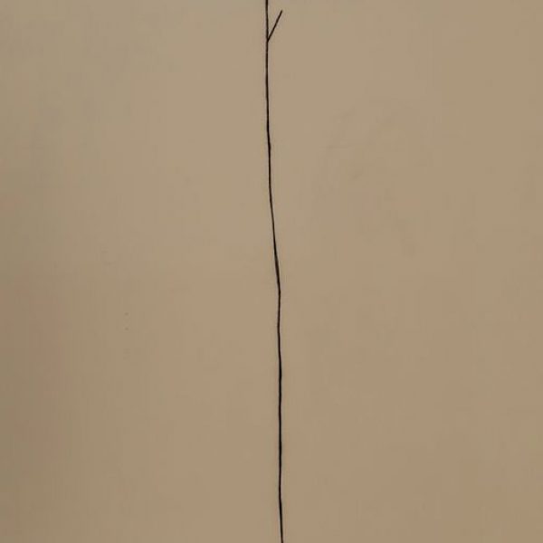 טליה קינן, ללא כותרת (נוצה), רישום פחם ועבודת וידאו בלופ, 2022ן
